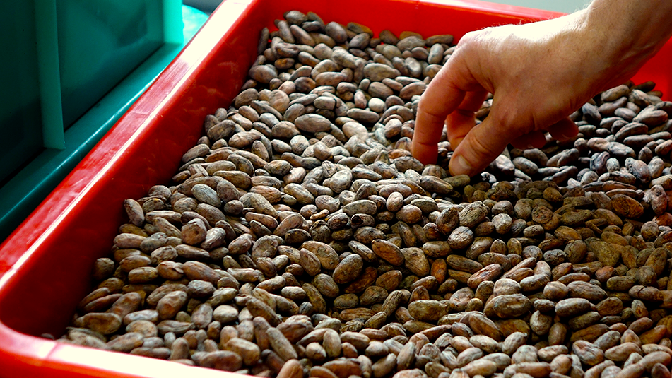 La main de Laurent dans la caisse de fèves de cacao au Hillbar Lab
