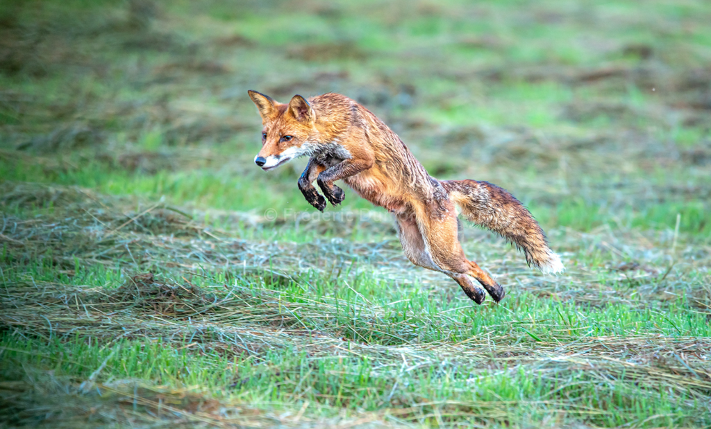 Un renard en plein saut au milieu d'une prairie.